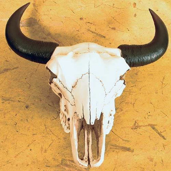 Picture of Bison Skull
