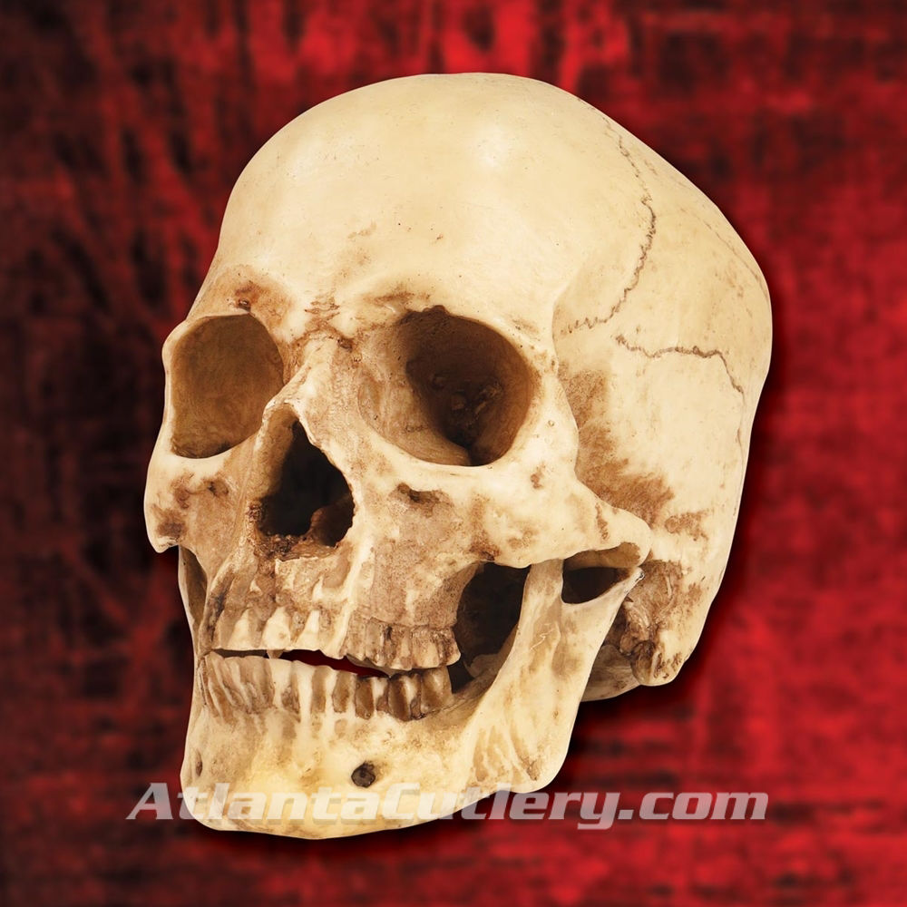 Hyper-Realistic Anatomical Resin Skull