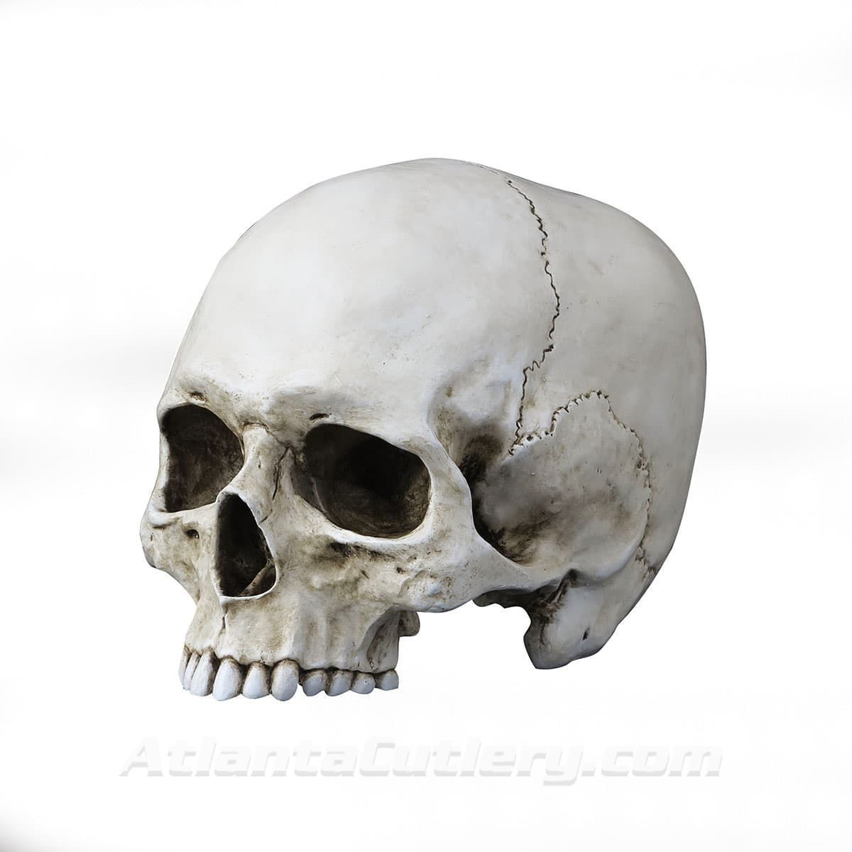 life-size resin skull is jawless and finished to look like real aged bone