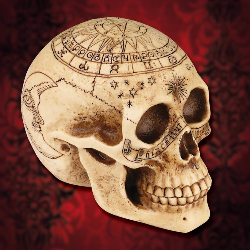 resin Astrology Skull engraved with runes and astrological signs of the zodiac, Overall 7-1/4" long, 4-3/4" wide, 5-1/4" tall
