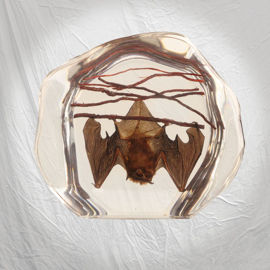 Picture of Real Bat Paperweight