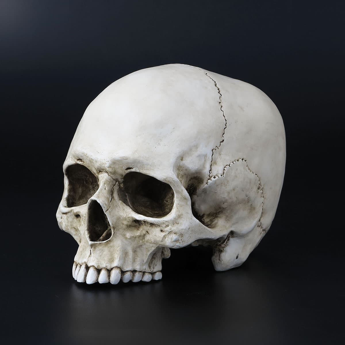 life-size resin skull is jawless and finished to look like real aged bone
