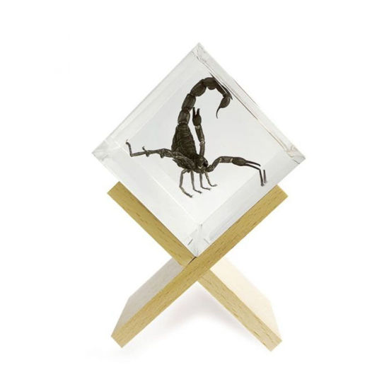 A real black scorpion, in its most threatening pose encased in acrylic cube with wooden "X" shaped stand