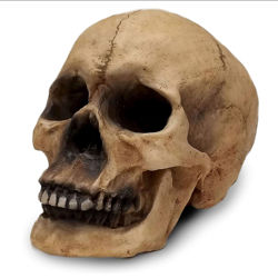 De Mortuis Life Size Skull is not real, but it looks like it, highly detailed cold cast in polyresin and hand-painted 
